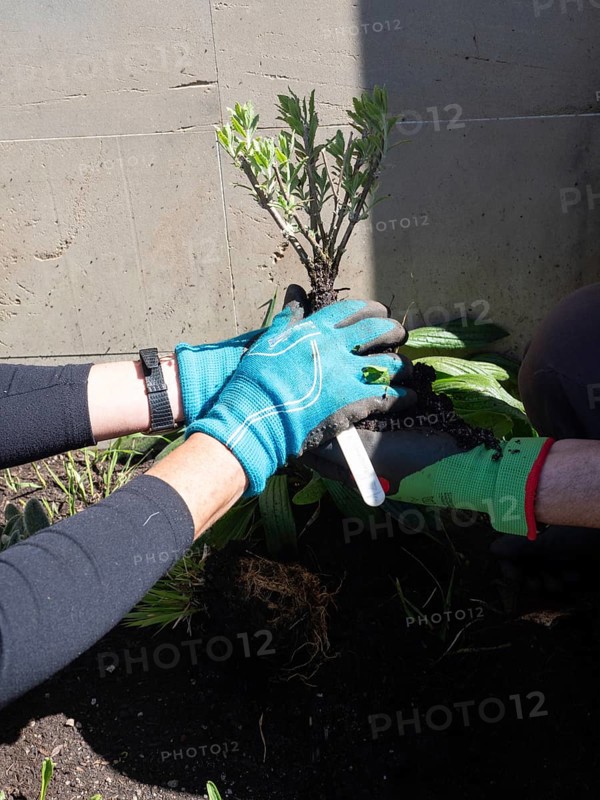 Gardeners are transplanting a young plant in a shared urban garden, promoting sustainable living and community green spaces