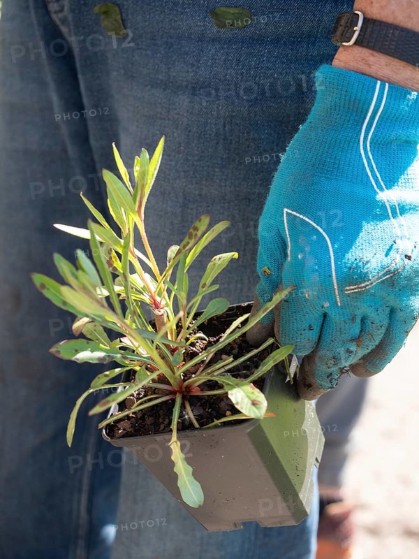 Gardener wearing gloves holding a small potted plant, ready for planting in an urban garden