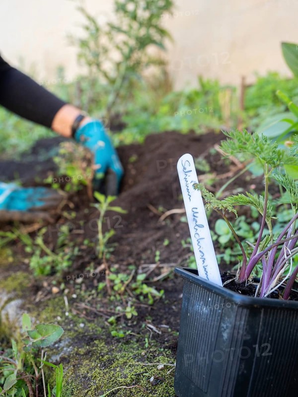 Planting a selinum wallichianum seedling in an urban garden