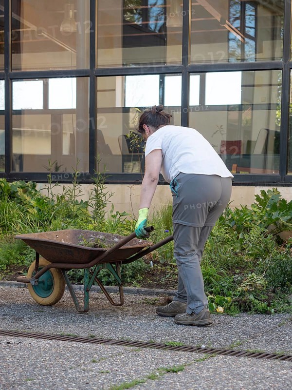 Woman working in urban garden, removing weeds and using a wheelbarrow