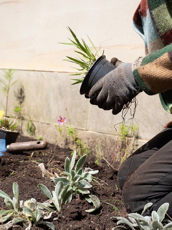 Gardener wearing gloves holding a black pot with ornamental grass, preparing to replant it in the ground