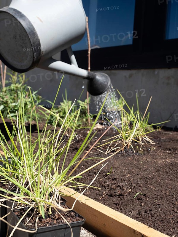 Person watering seedlings in an urban garden setting, promoting sustainable living and homegrown produce