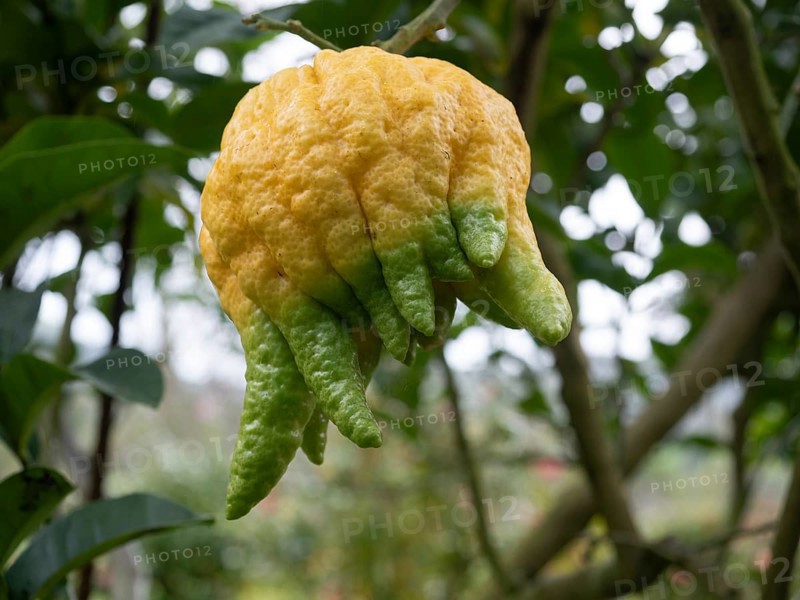 Close-up of a buddha's hand citron fruit ripening on a branch, showcasing its unique finger-like sections