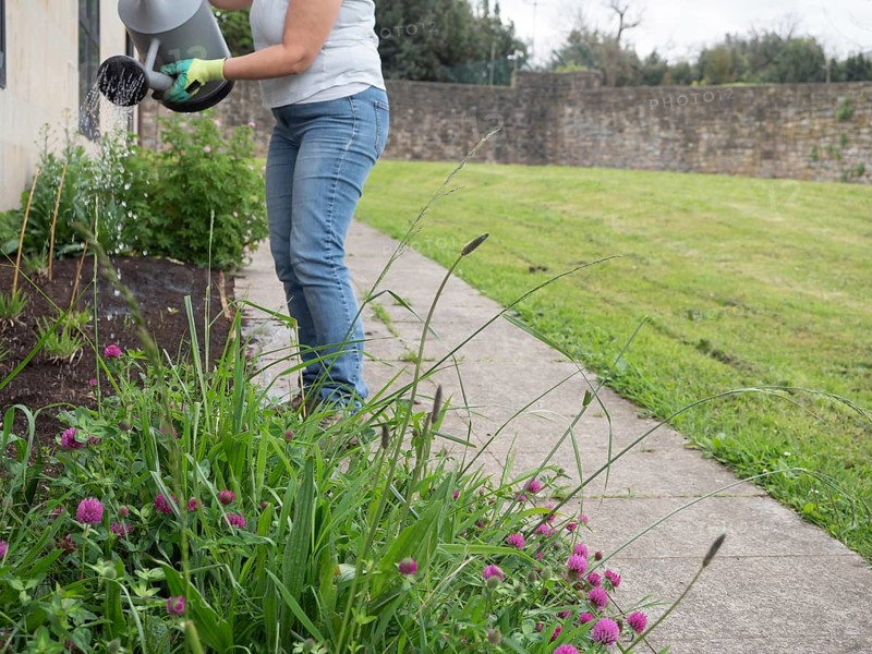 Gardener watering plants with watering can in a garden next to a stone wall