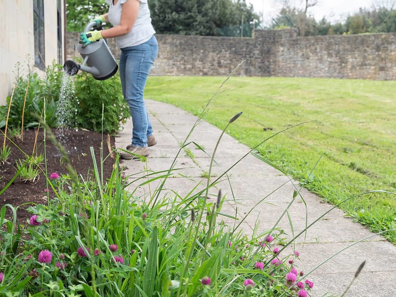 Woman gardener watering plants in a flower bed next to a pathway and a stone wall