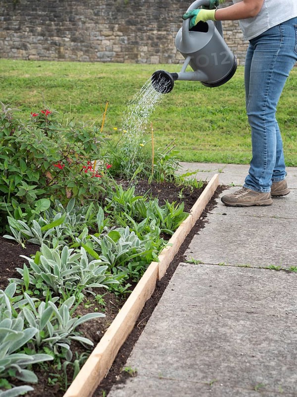 Gardener wearing gloves is watering plants in a raised flower bed using a watering can
