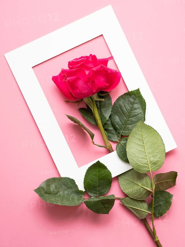 Beautiful pink rose with green leaves arranged on a pink background and placed through a white frame, creating a romantic and elegant composition
