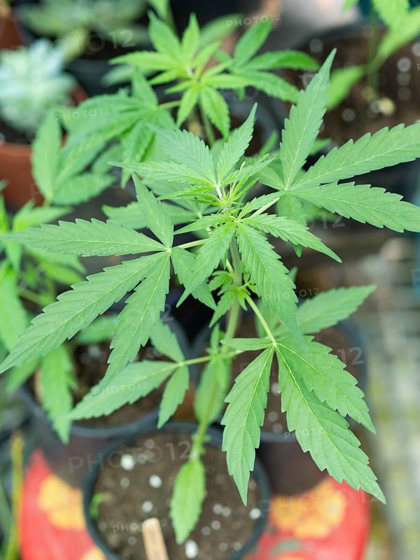 Close-up of a young cannabis plant in a pot, highlighting its vibrant green leaves and stem