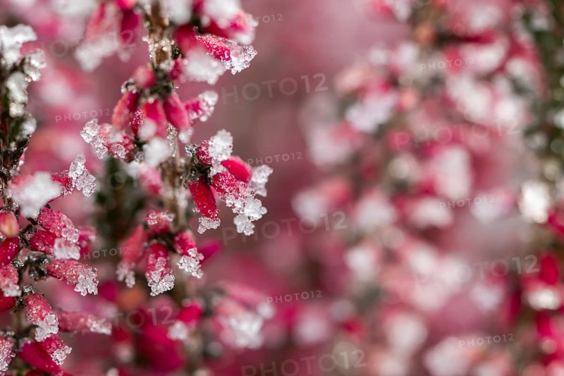 Ice crystals from roarfrost on a winter-flowering heather (Erica carnea) branch at sunshine in winter, Bavaria, Germany