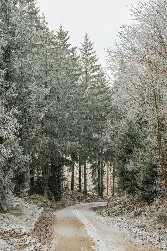 Forest road going through a mixed forest white from roarfrost on a sunny day in winter, Bavaria, Germany