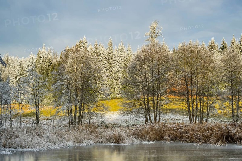 A frozen pont in a valley surrounded by a mixed forest with norway spruce (Picea abies) and European beech (Fagus sylvatica) white from roarfrost, on a sunny day in winter, Bavaria, Germany