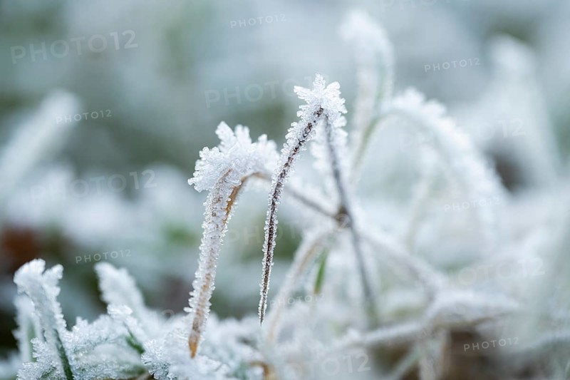 Ice crystals from roarfrost on grass blades in winter, Bavaria, Germany