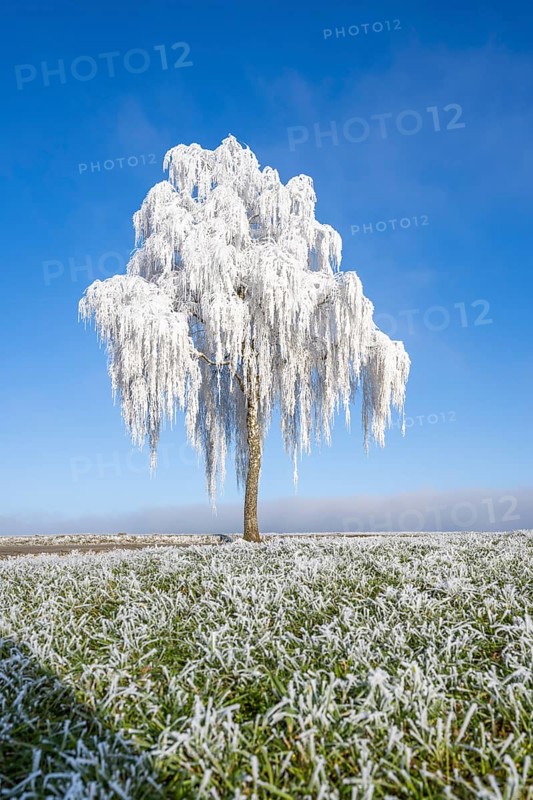 Silver birch (Betula pendula) standing on a meadow with hoarfrost on the branches in front of blue sky at sunshine in winter, Bavaria, Germany