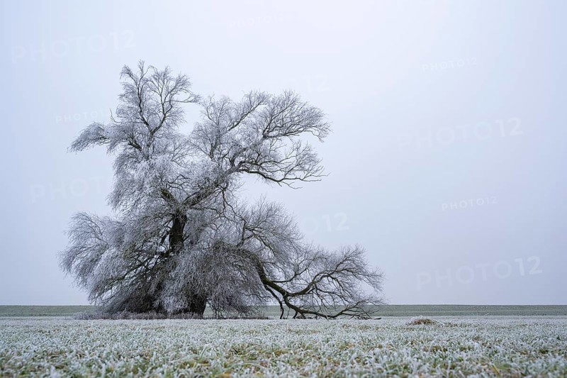 Eastern crack-willow (Salix euxina) standing on a meadow with hoarfrost on the branches in winter, Bavaria, Germany