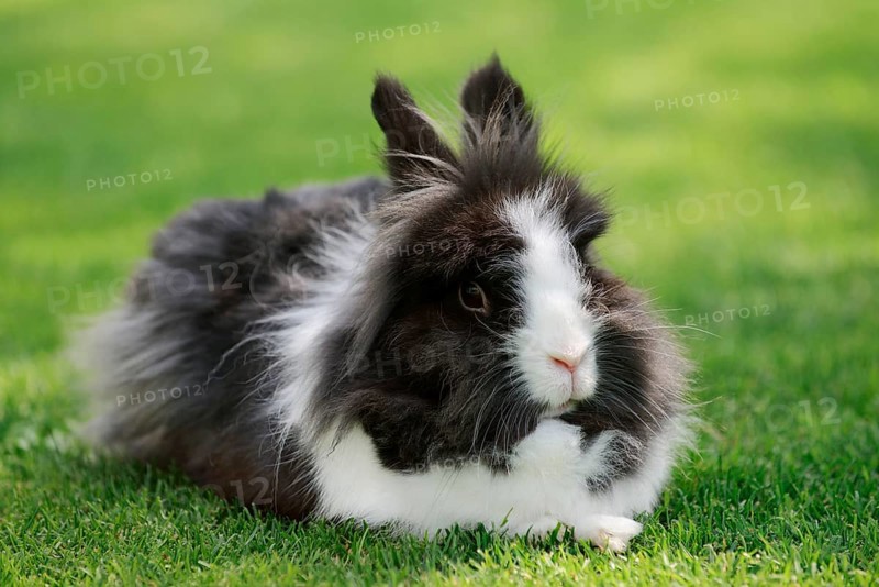 Lionhead rabbit (Oryctolagus cuniculus forma domestica) in a meadow, North Rhine-Westphalia, Germany