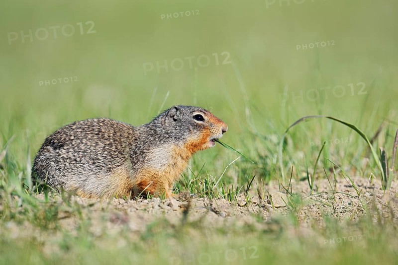 Columbia ground squirrel (Urocitellus columbianus, Spermophilus columbianus), Jasper National Park, Alberta, Canada