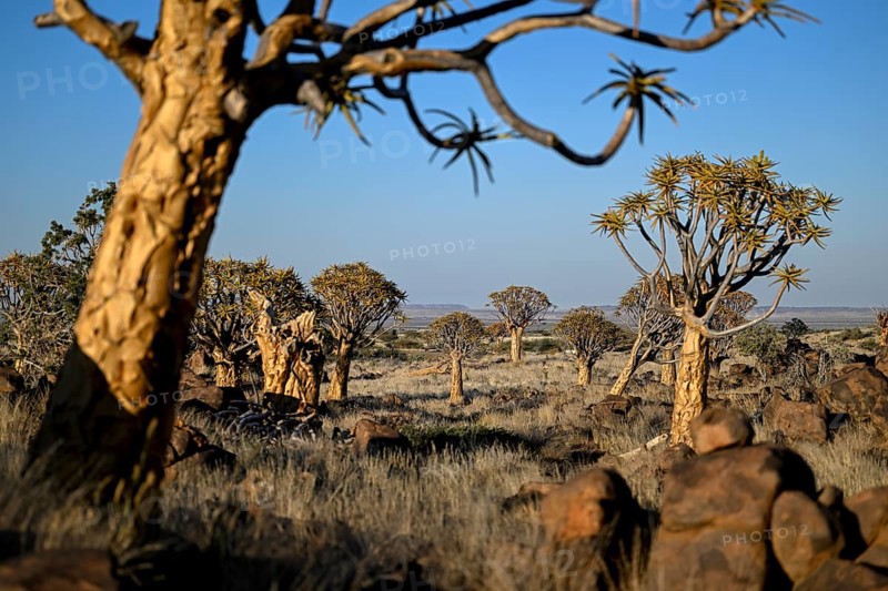 Quiver trees (Aloe dichotoma), quiver tree forest near Keetmanshoop, Karas Region, Namibia