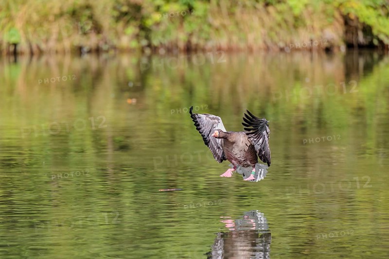 An adult greylag goose (Anser anser) lands on a lake on a sunny day. Bavaria, Germany