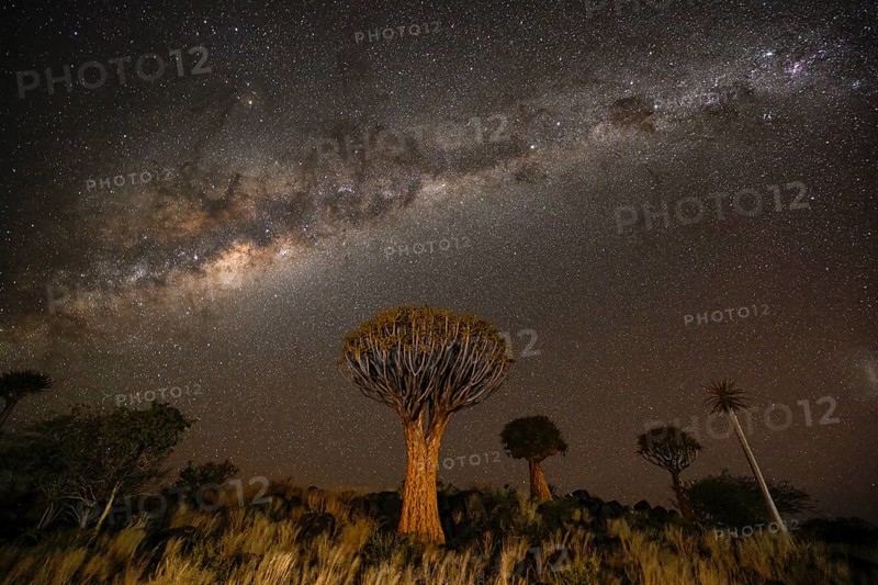 Quiver trees (Aloe dichotoma) under the starry sky, quiver tree forest near Keetmanshoop, Karas Region, Namibia