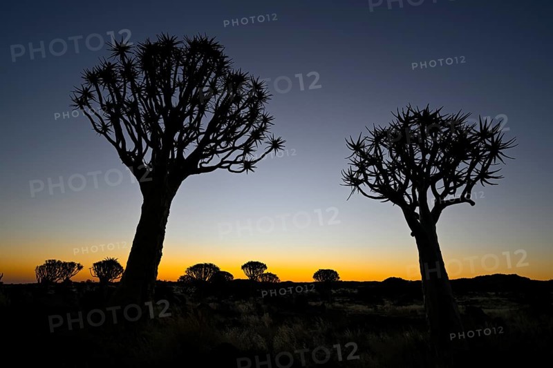 Quiver trees (Aloe dichotoma), blue hour, quiver tree forest near Keetmanshoop, Karas Region, Namibia