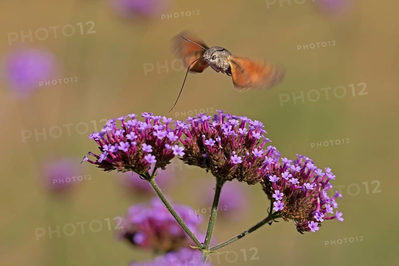 Butterfly, pigeon tail (Macroglossum stellatarum), also known as hummingbird butterfly or hummingbird hawk moth, Purpletop vervain (Verbena bonariensis), Burgstemmen, Nordstemmen, Lower Saxony, Germany