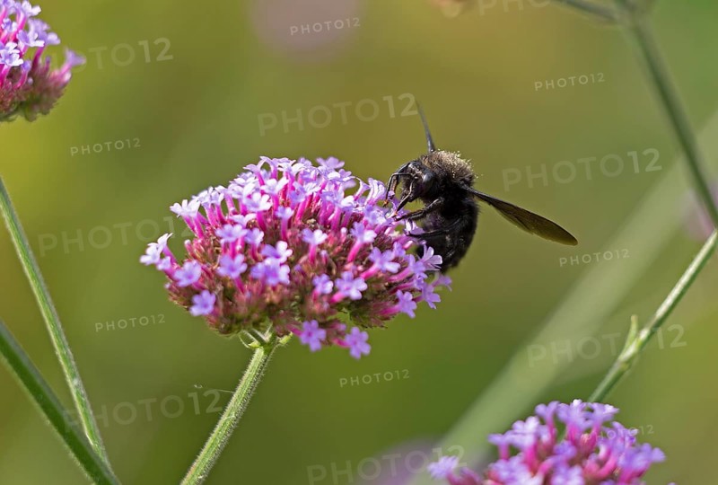 Wood bee (Xylocopa), Purpletop vervain (Verbena bonariensis), Burgstemmen, Nordstemmen, Lower Saxony, Germany
