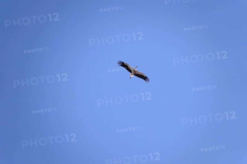 White stork, summer, Germany