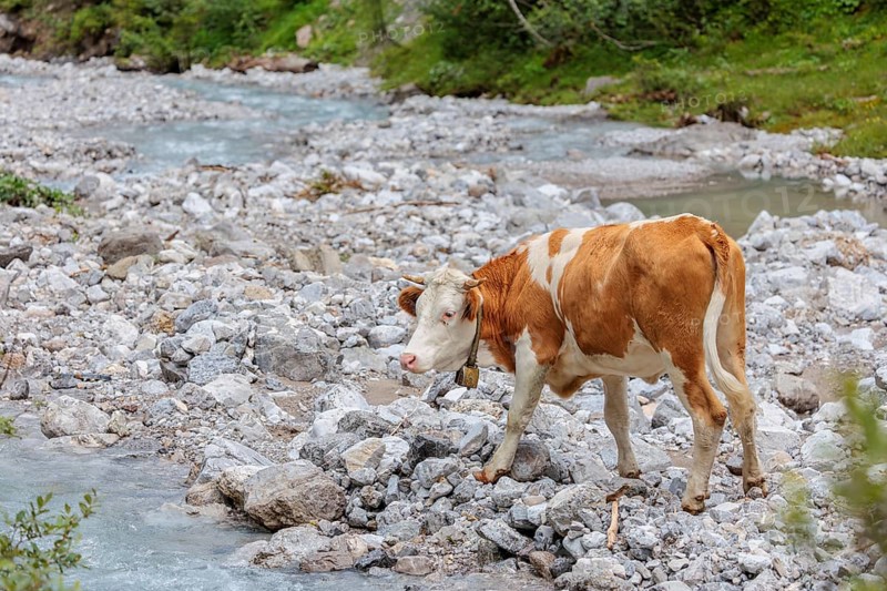 Holstein Friesian cattle crossing a creek on an alpine pasture. Eng valley, Austria