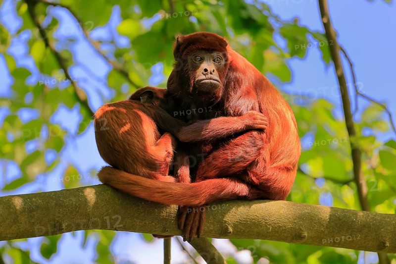 Venezuelan red howler (Alouatta seniculus), adult, female, juvenile, on tree, resting, South America
