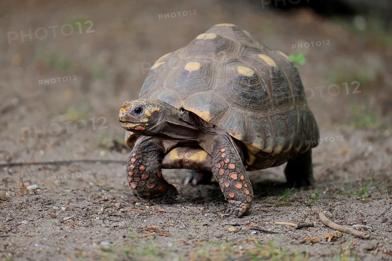 Coal turtle (Geochelone carbonaria), adult, foraging, running, South America