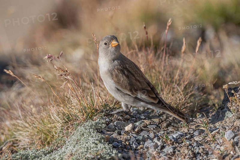 A young white snowfinch (Montifringilla nivalis) searches for food between rocks and grass. The sunlight illuminates the scene and highlights the bird's feathers as it searches for insects or seeds. Zermatt, Valais, Alps, Swiss