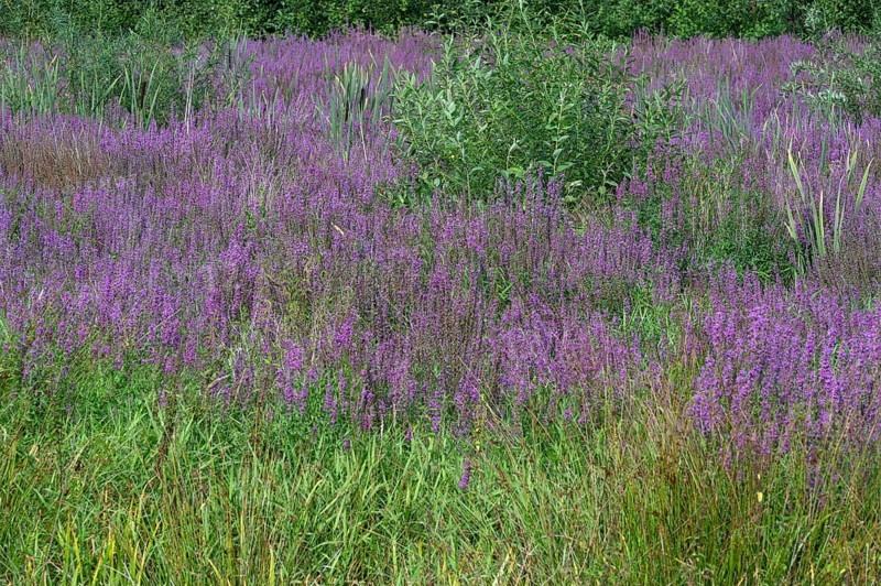 Purple loosestrife (Lythrum salicaria) in a dry carp pond, Eckental, Middle Franconia, Bavaria, Germany