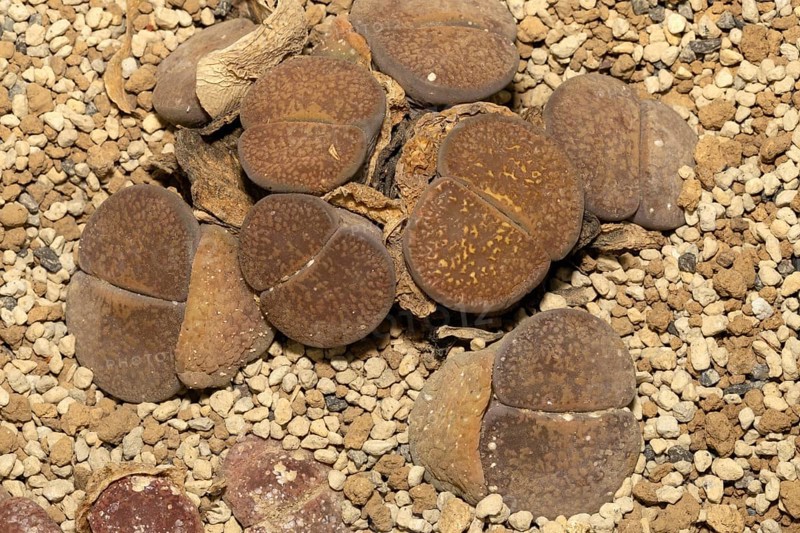 Lithops aucampiae, Living Stones, Hottentot Popo, Stellenbosch Botanical Garden, Western Cape, South Africa