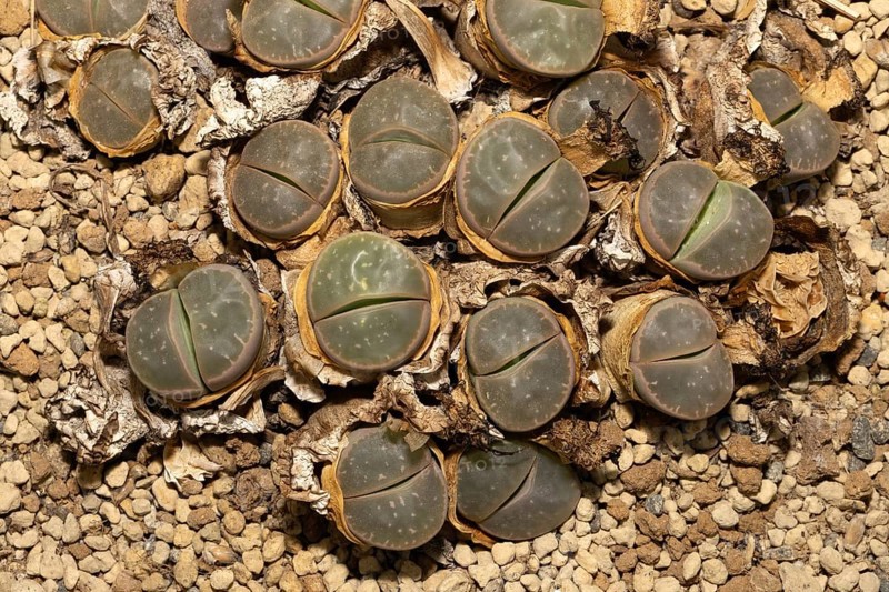 Lithops olivacea, Living Stones, Hottentot Butt, Stellenbosch Botanical Garden, Western Cape, South Africa