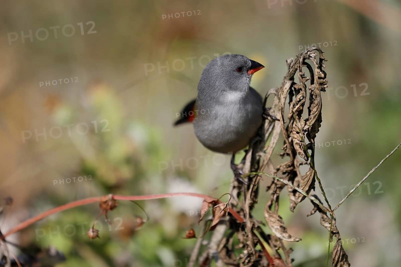 Green Astrild (Coccopygia melanotis), adult, female, on shrub, foraging, Kirstenbosch Botanical Gardens, Cape Town, South Africa