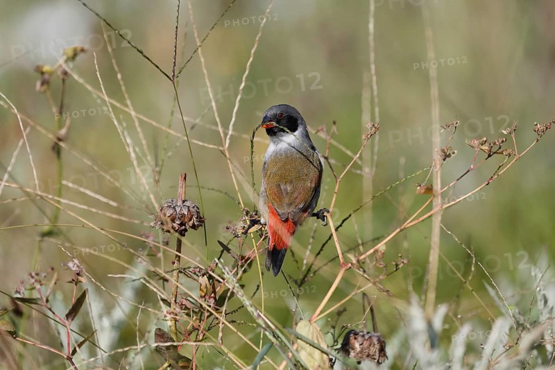 Green Astrild (Coccopygia melanotis), adult, male, on shrub, feeding, seeds, Kirstenbosch Botanical Gardens, Cape Town, South Africa