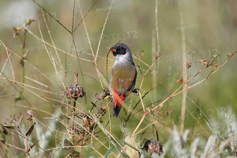 Green Astrild (Coccopygia melanotis), adult, male, on shrub, foraging, Kirstenbosch Botanical Gardens, Cape Town, South Africa
