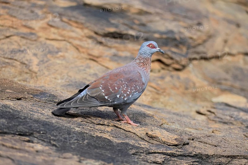 Guinea Pigeon (Columba guinea), Streak-necked Pigeon, adult, on the ground, foraging, Mountain Zebra National Park, Eastern Cape, South Africa