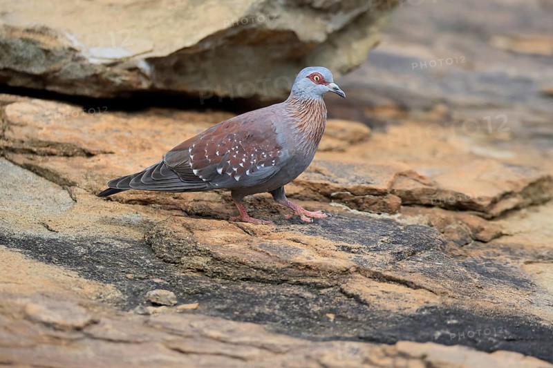 Guinea Pigeon (Columba guinea), Streak-necked Pigeon, adult, on ground, walking, foraging, Mountain Zebra National Park, Eastern Cape, South Africa