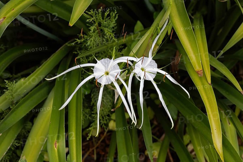 Hymenocallis littoralis, cuticle, blooming, flowers, Stellenbosch Botanic Garden, Western Cape, South Africa