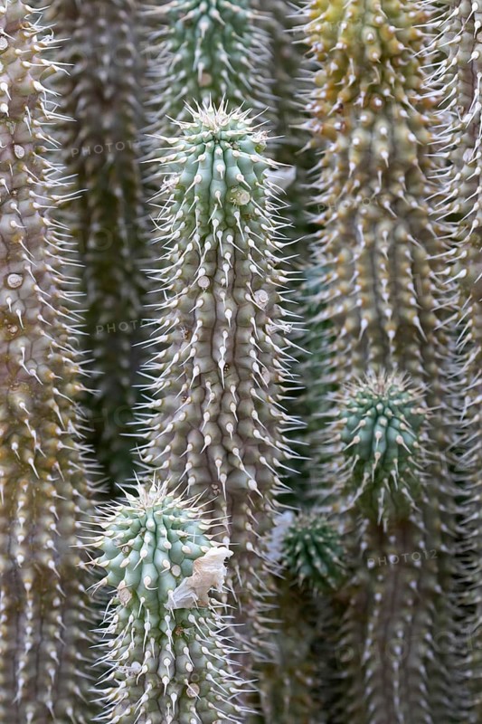 Hoodia gordonii, thorny, leafless, succulent plant, Kirstenbosch Botanic Garden, Cape Town, South Africa