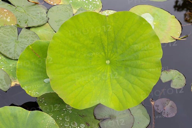 Indian Lotus (Nelumbo nucifera), leaf, in water, Stellenbosch Botanic Gardens, Western Cape, South Africa