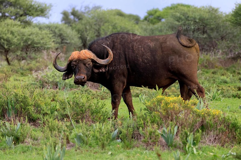 Cape buffalo (Syncerus caffer), adult, foraging, Mokala National Park, Northern Cape, South Africa