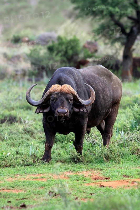 Cape buffalo (Syncerus caffer), adult, foraging, Mokala National Park, Northern Cape, South Africa