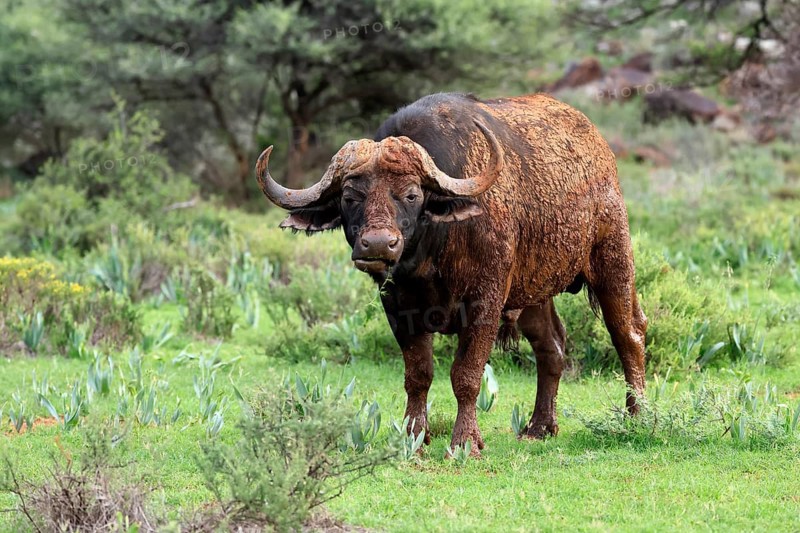 Cape buffalo (Syncerus caffer), adult, feeding, Mokala National Park, Northern Cape, South Africa
