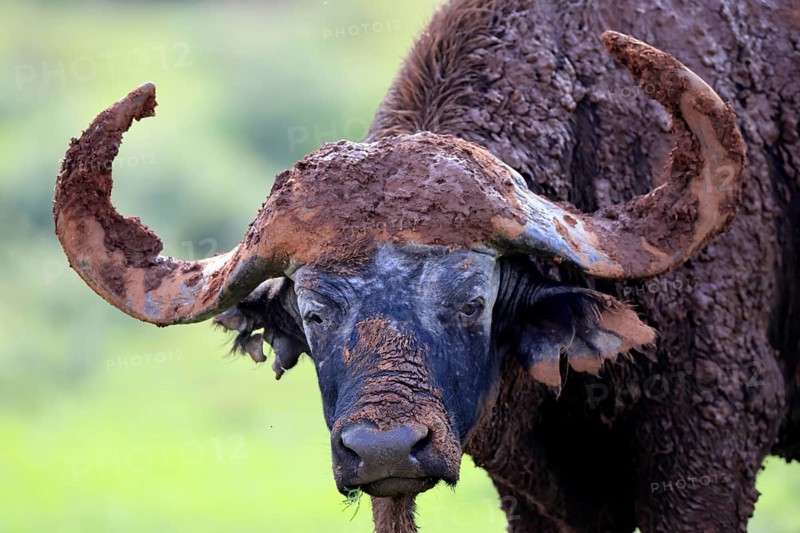 Cape buffalo (Syncerus caffer), adult, portrait, after mud bath, Mokala National Park, Northern Cape, South Africa