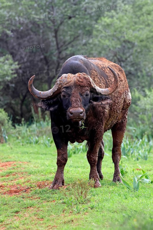 Cape buffalo (Syncerus caffer), adult, feeding, Mokala National Park, Northern Cape, South Africa