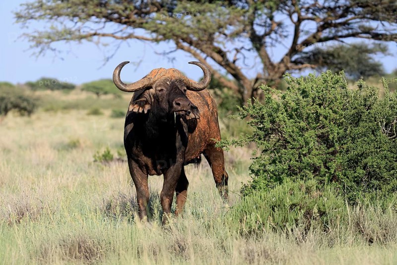Cape buffalo (Syncerus caffer), adult, foraging, feeding, Mokala National Park, Northern Cape, South Africa