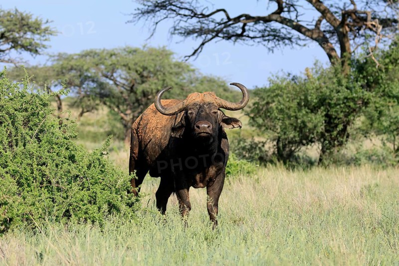 Cape buffalo (Syncerus caffer), adult, foraging, Mokala National Park, Northern Cape, South Africa