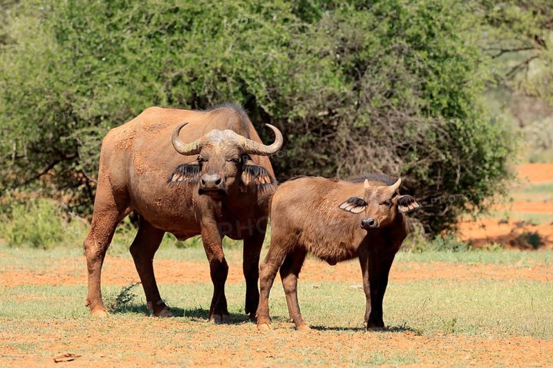 Cape buffalo (Syncerus caffer), adult, female, mother, young animal, foraging, Mokala National Park, Northern Cape, South Africa